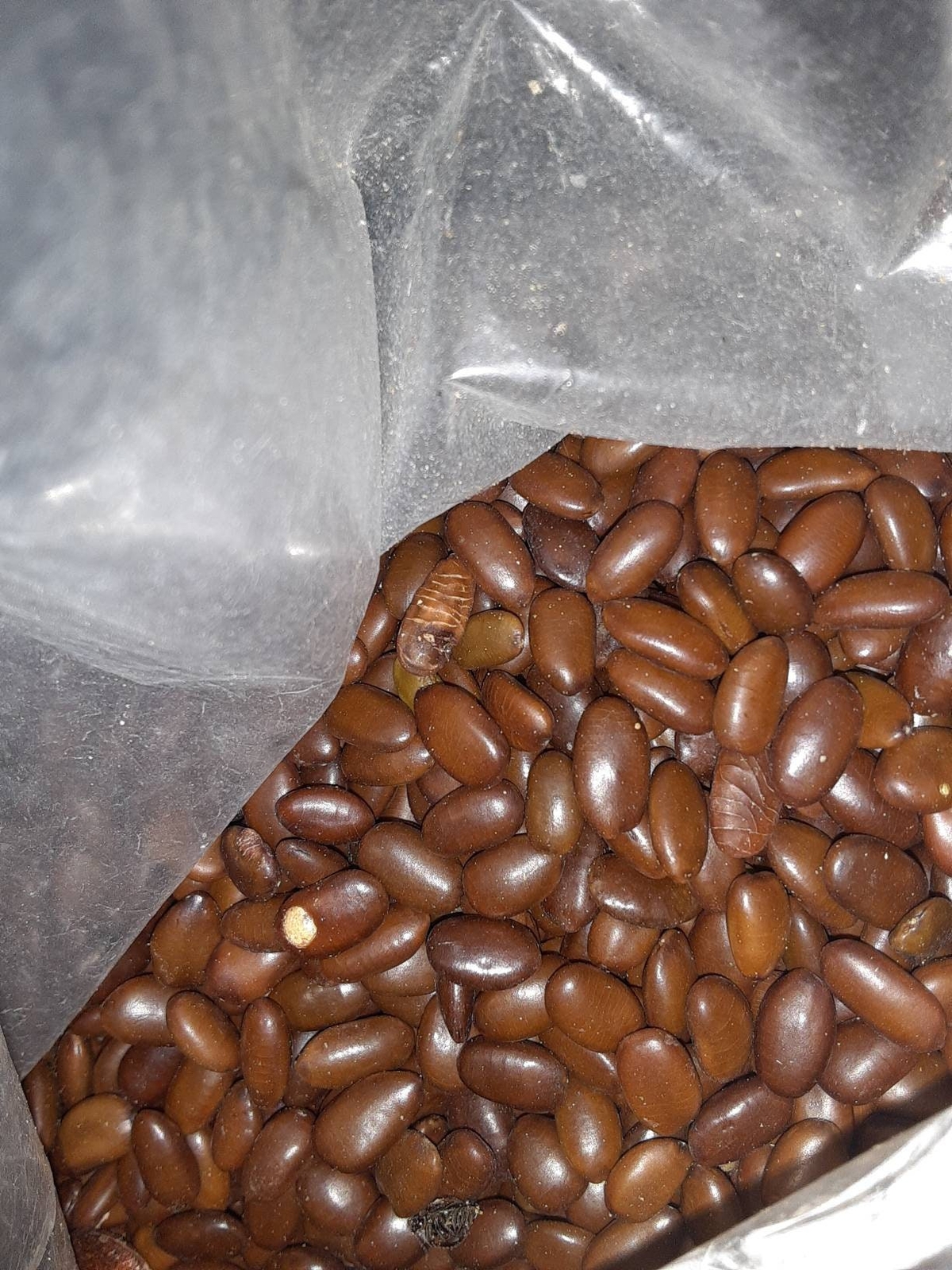 Thornless Honey Locust Tree Seeds (Gleditsia Tricanthos Inermis)