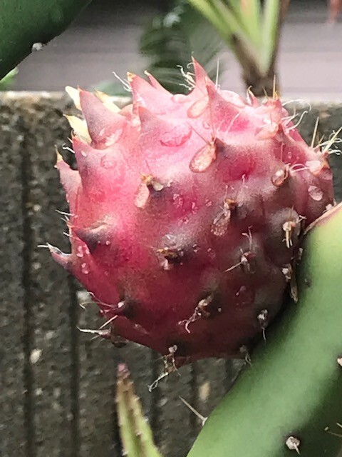 ULTRA RARE Black Dragon Fruit 12″ (1)+Black Afrikanis 12″(1) flesh cutting