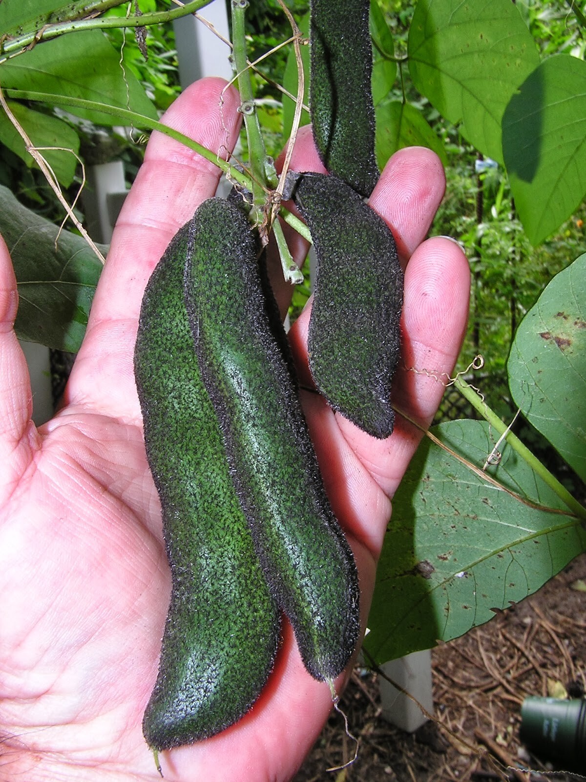 Mucuna Pruriens Vine 5 Seeds, Velvet Bean, Molted Strain NO ITCH, L dopa