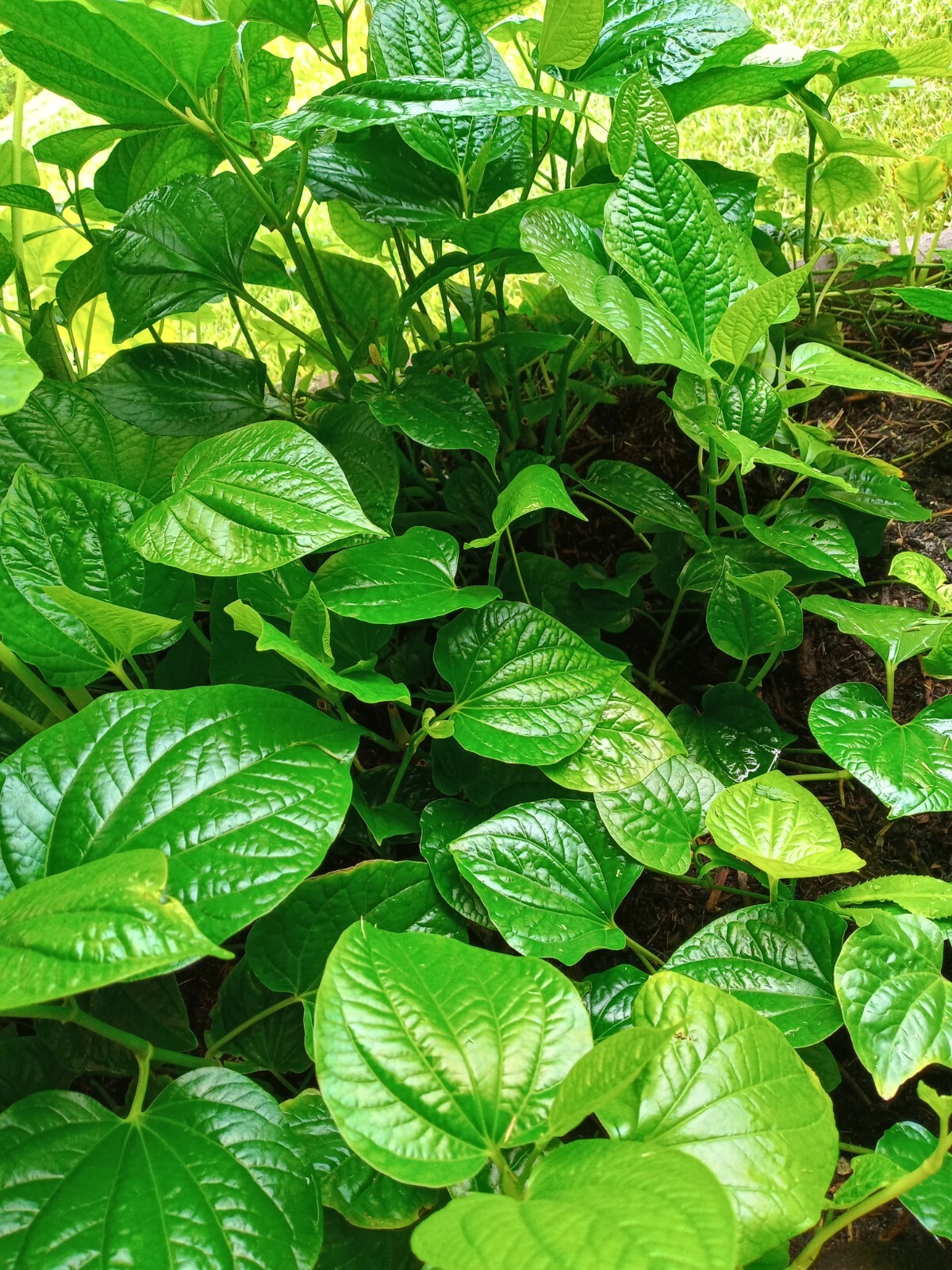 Vietnamese BBQ Leaf – La Lot – Wild Betal Leaf – 10″ – 15″ Tall in Pot