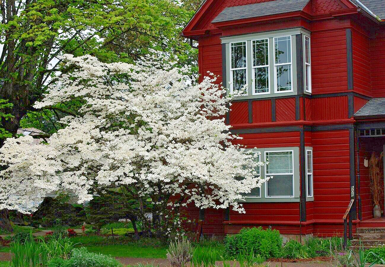 White American Flowering Dogwood Tree Seeds (Cornus florida) Fall Color, Hardy-5