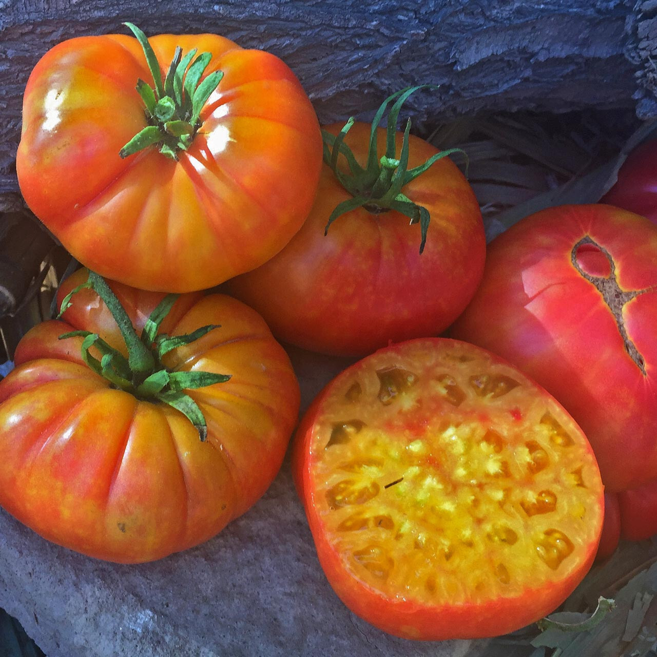 50+ BIG RAINBOW HEIRLOOM TOMATO SEEDS – FRESH FOR YOUR VEGETABLE GARDENS