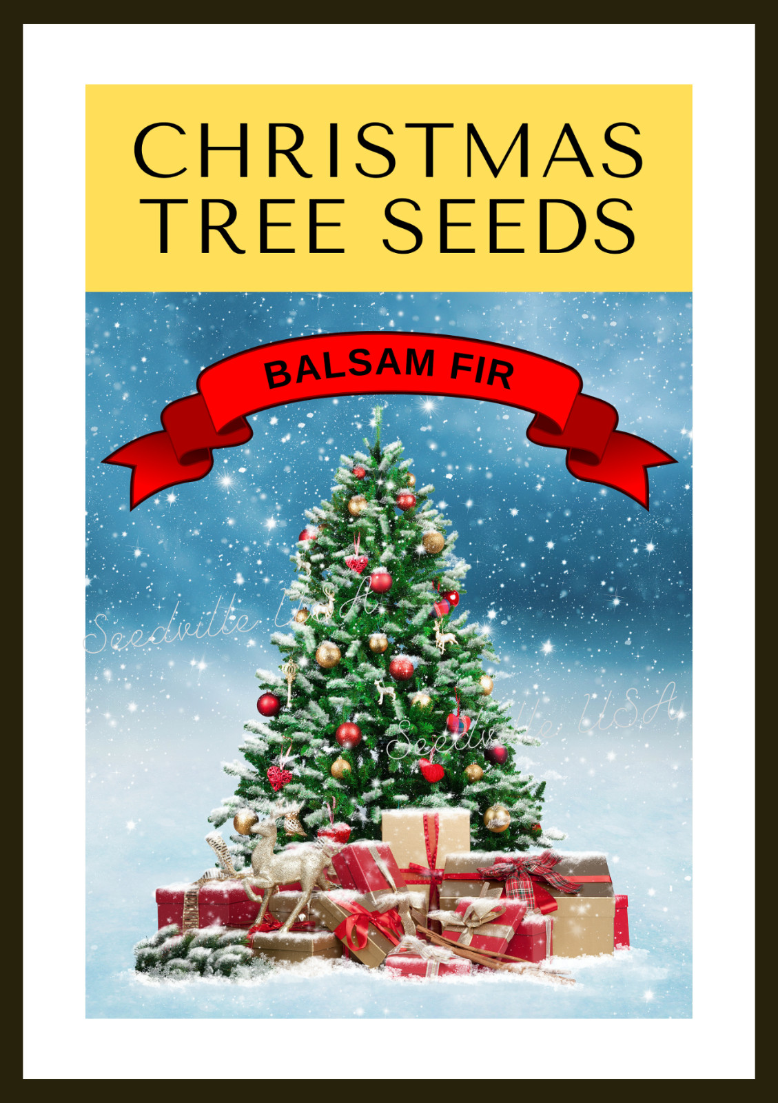 30 BALSAM FIR Tree Abies Balsamea Christmas Tree Silver Pine Canadian Fir Seeds