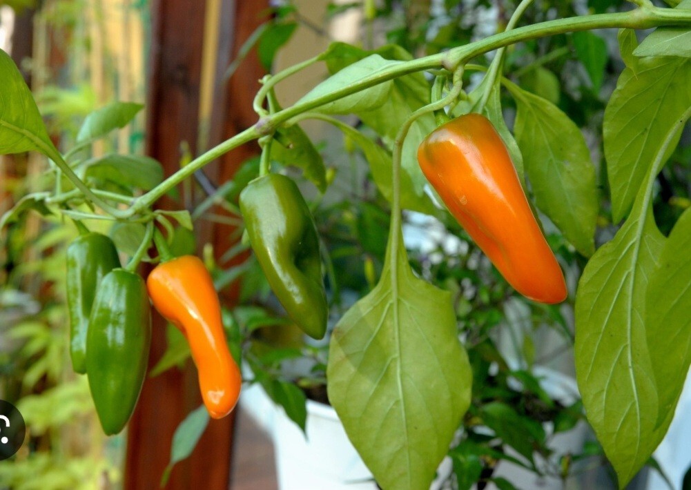 Sweet snack Pepper Organic -US Grown from my garden 20 seeds
