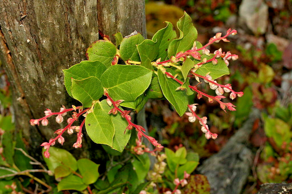 SALAL 1001 SEEDS GAULTHERIA SHALON, HARDY EVERGREEN SHRUB, EDIBLE BERRIES
