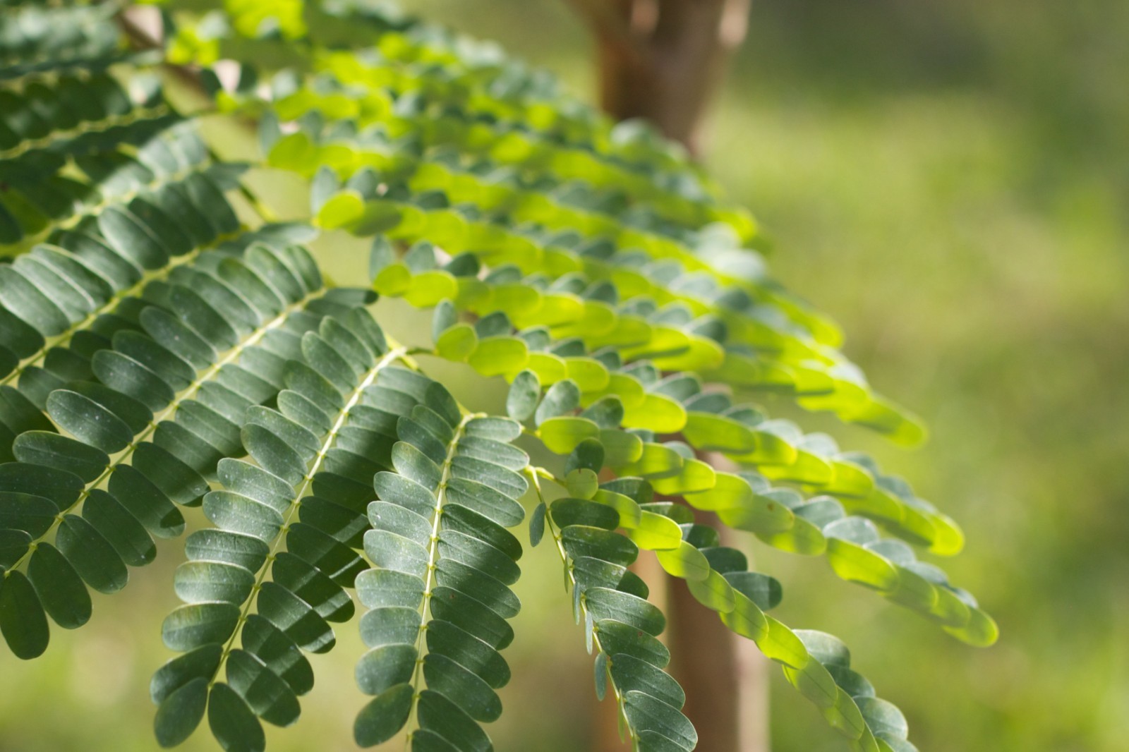 Albizia guachapele- Mimosa Tree 20 Seeds – See Listing Below