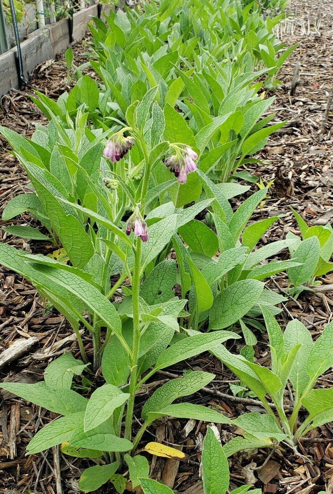1 organic COMFREY Bocking 14 plant [not just roots] Healthy & Healing Herb