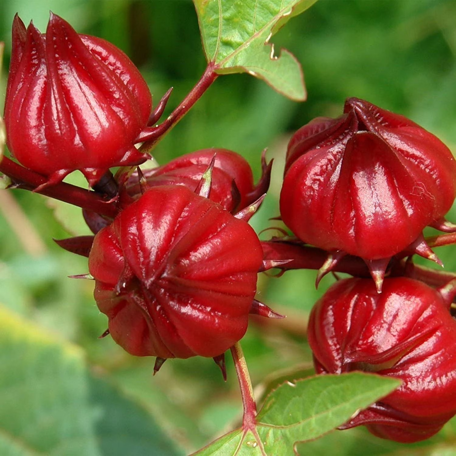 Roselle Seeds Hibiscus sab Jamaican Sorrel Florida Cranberry RARE LUOSHEN FLOWER