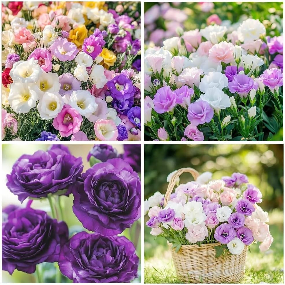 1000+ Mixed Lisianthus Thornless Rose Seeds – Fragrant Heirloom Flowers