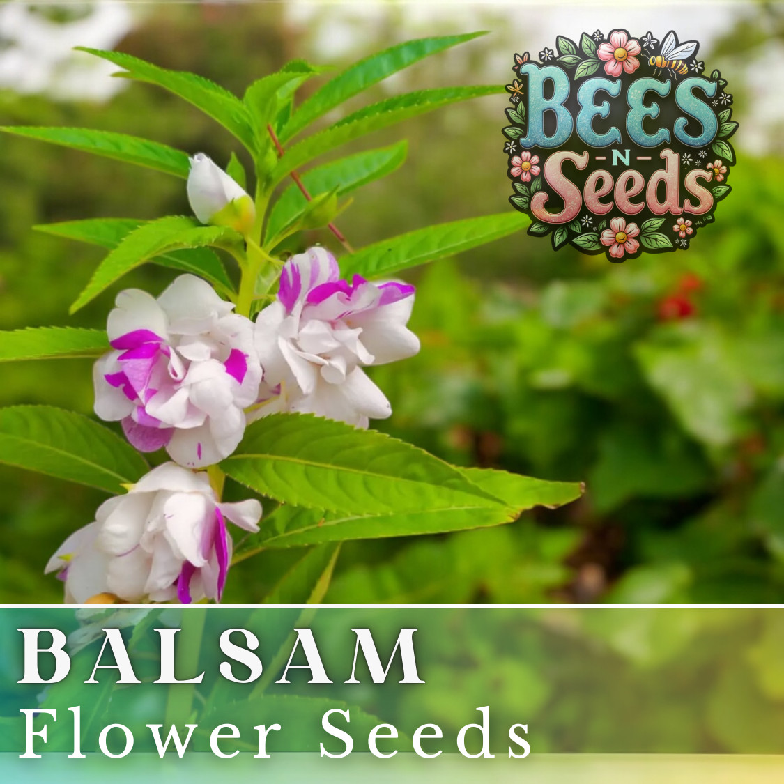 Balsam Seeds 75 Seeds Flower Seeds, Impatiens, Balsamina, Garden Patio Container