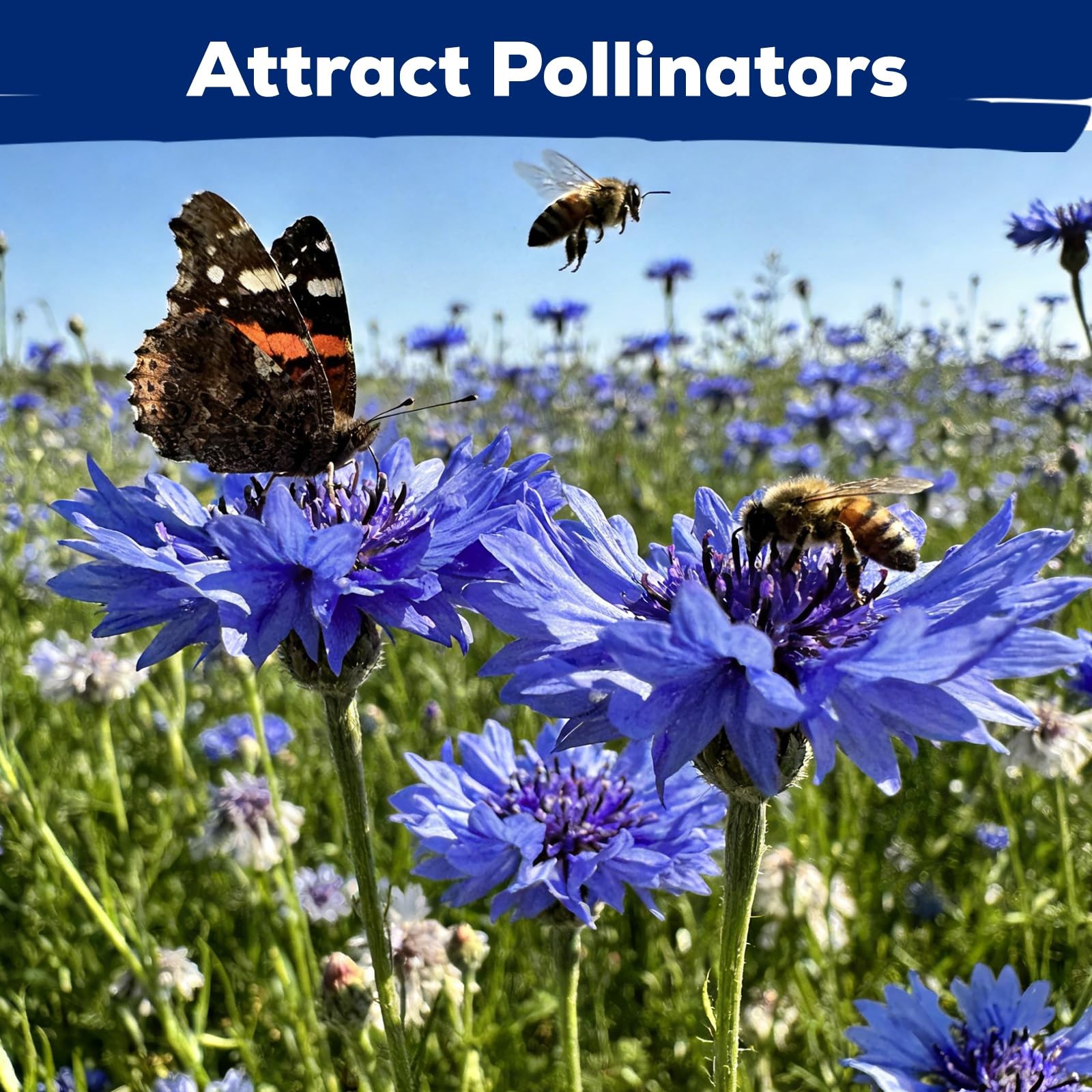 6000+ Cornflower Seeds Perennial for Planting – Blue Bachelor Button Seeds, P…