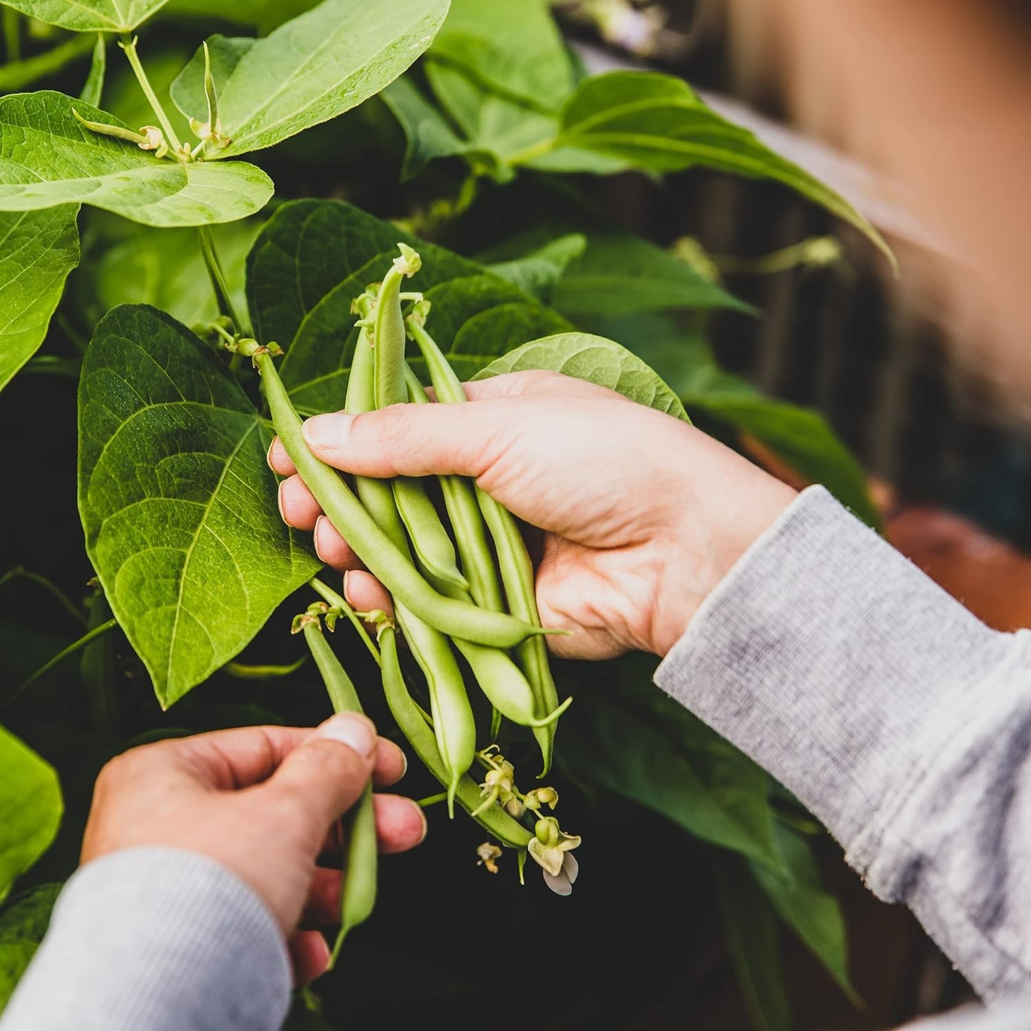 Organic Blue Lake Bush Bean Seeds, Heirloom, Non-GMO, 45 Seeds