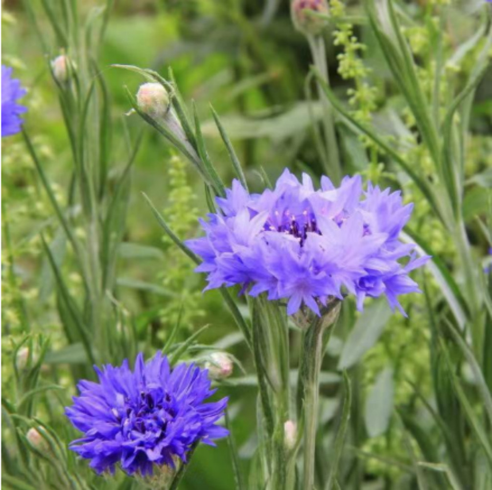 Bachelor Button Cornflower Mixed Seeds | NON-GMO | Heirloom | Fresh Garden Seeds