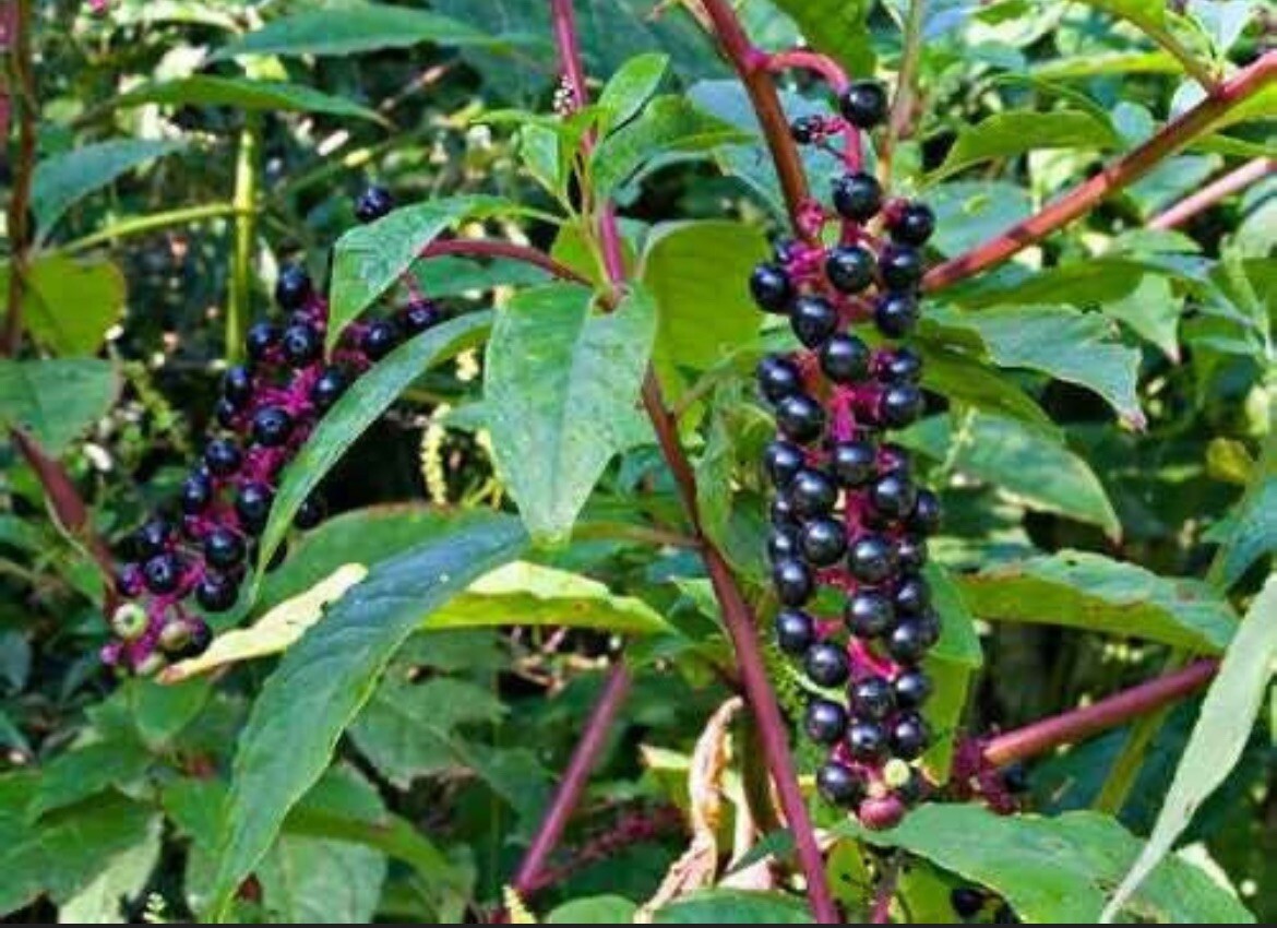 1 starter plant/root of Pokeberry or Pokeweed (Phytolacca americana)