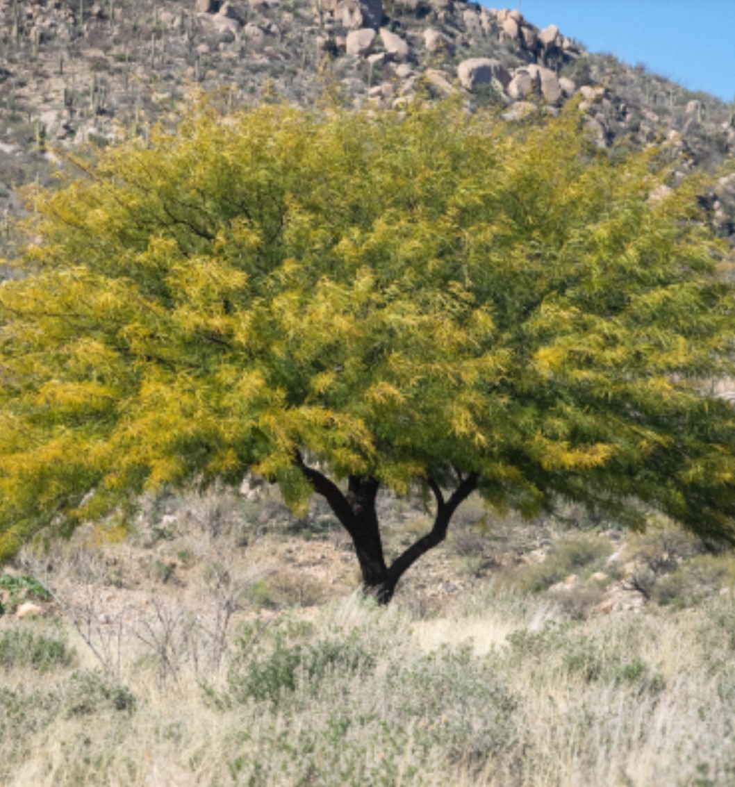 5 Chilean Mesquite Seeds