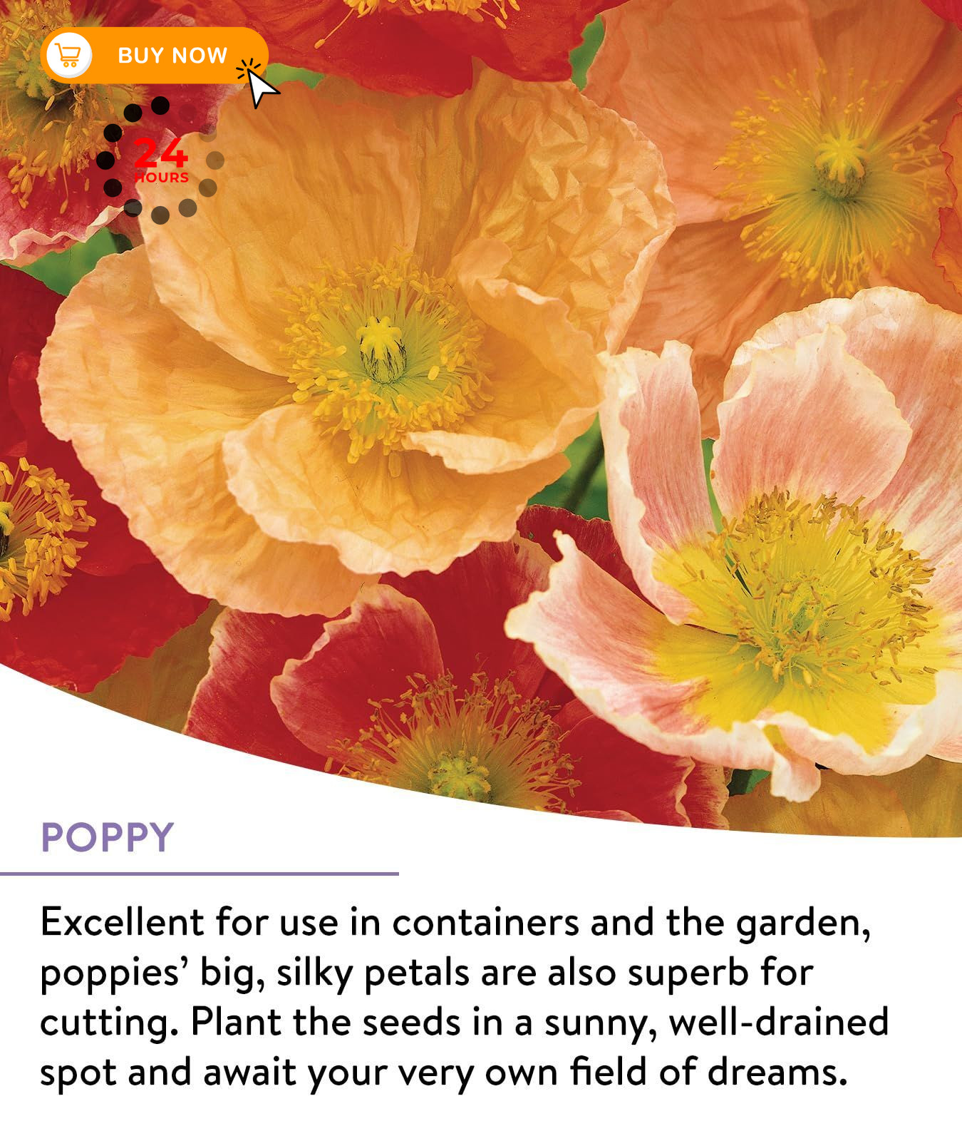 Burpee Wildflower 25,000 Bulk, 1 Bag | 18 Varieties of Non-GMO Perennial Mix