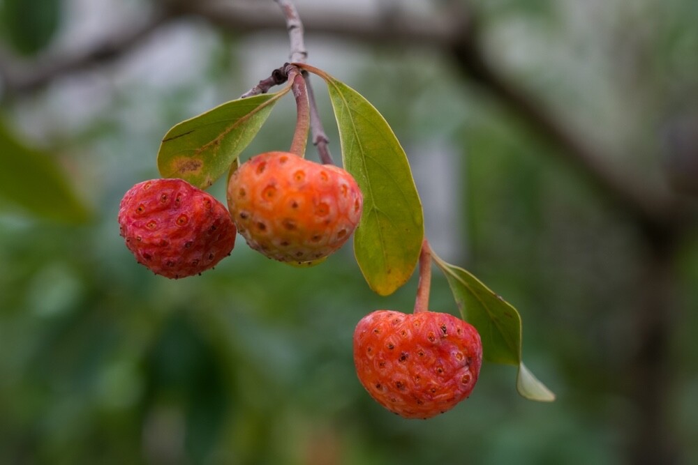 30 Evergreen Dogwood Tree Seeds – Cornus capitata
