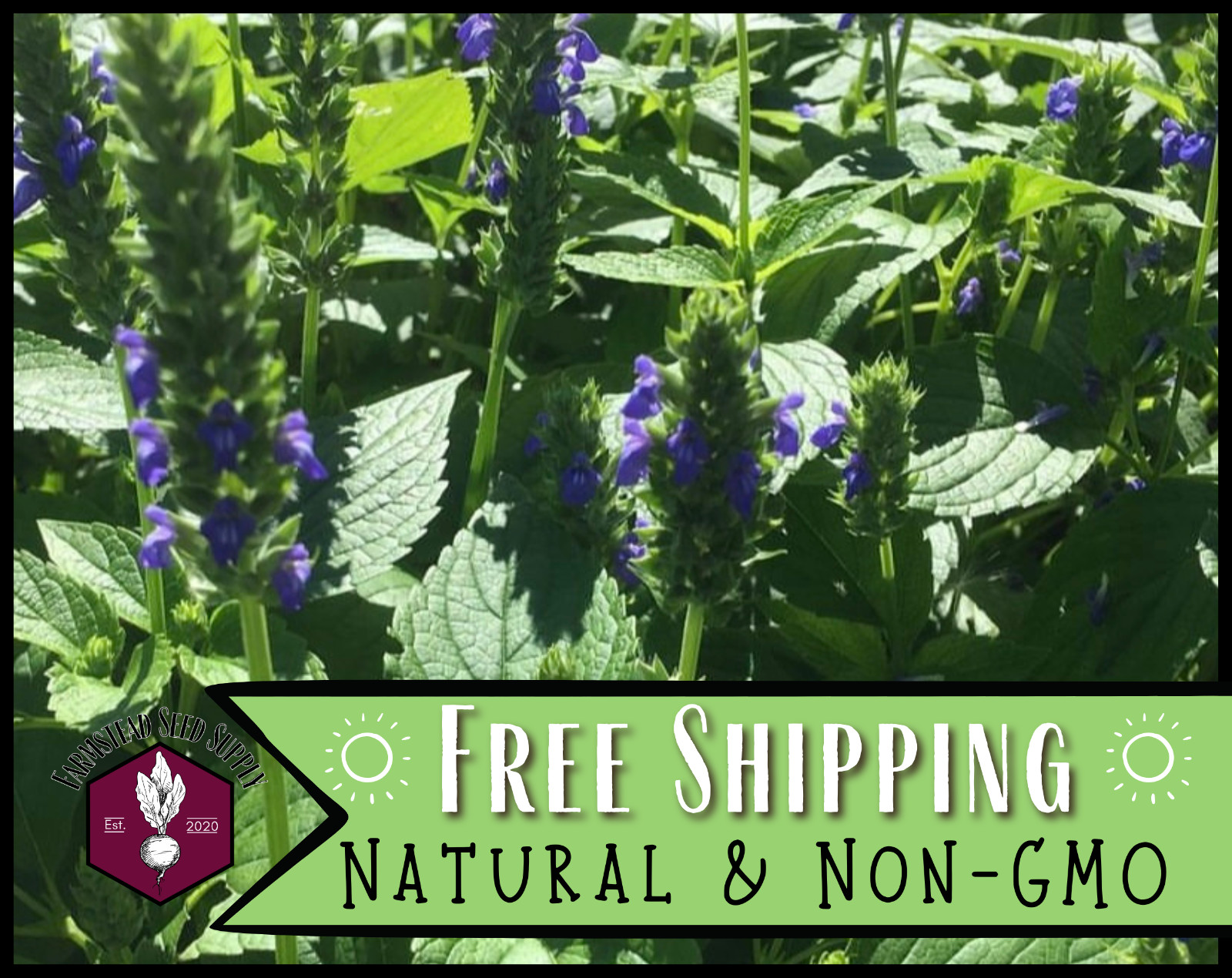 6,400+ Chia Seeds | Chia Pet Seed, Sprouting Seeds, Pollinator Flower Gardening