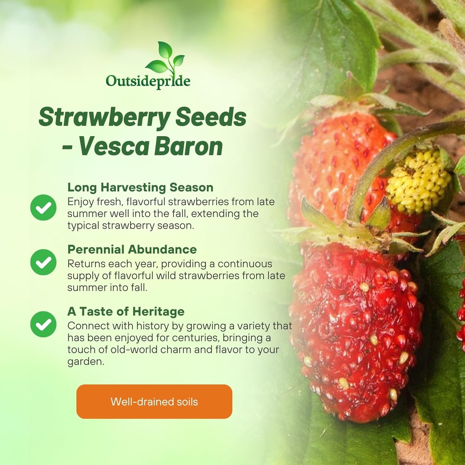 10000 Seeds Strawberry Seed – Wild Fragaria Vesca Ground Cover Seeds