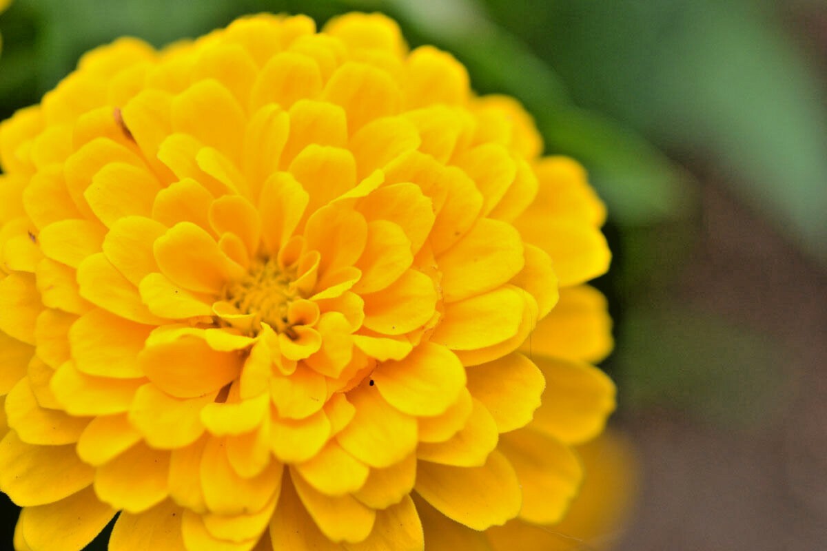 301+YELLOW ZINNIA Seeds Big Cut Flowers Summer Garden Flowering Annual Fast Easy
