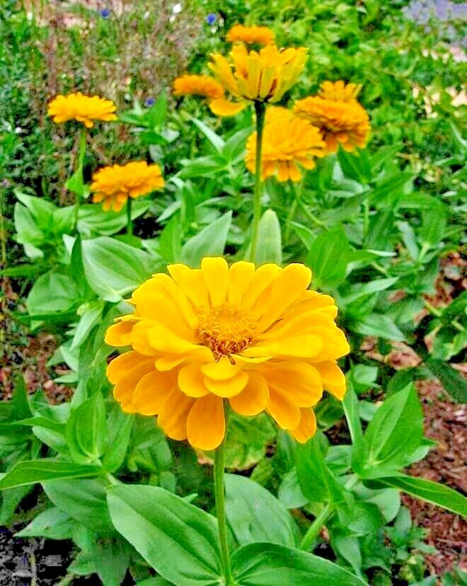 301+YELLOW ZINNIA Seeds Big Cut Flowers Summer Garden Flowering Annual Fast Easy