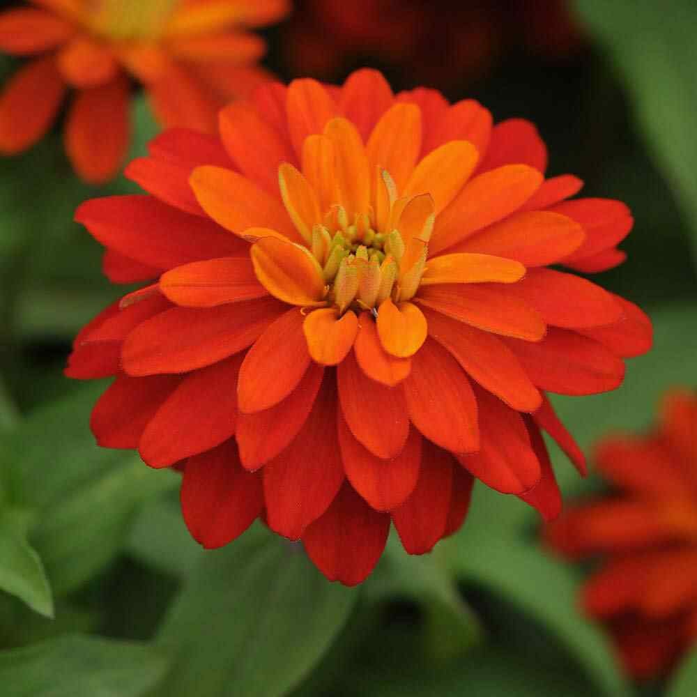 100 Seeds Zinnia Zahara Double Fire Flower Seeds AAS Winner