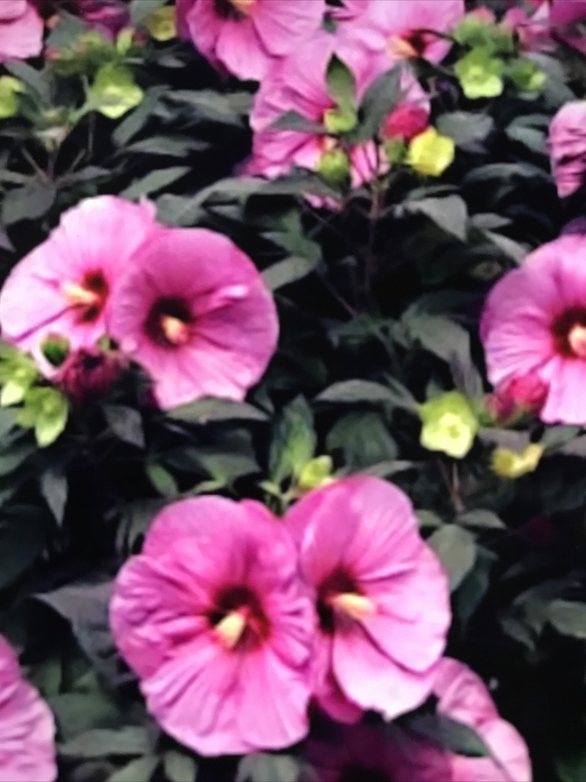 30 Pink Swamp Mallow hibiscus seeds “large Flowers”