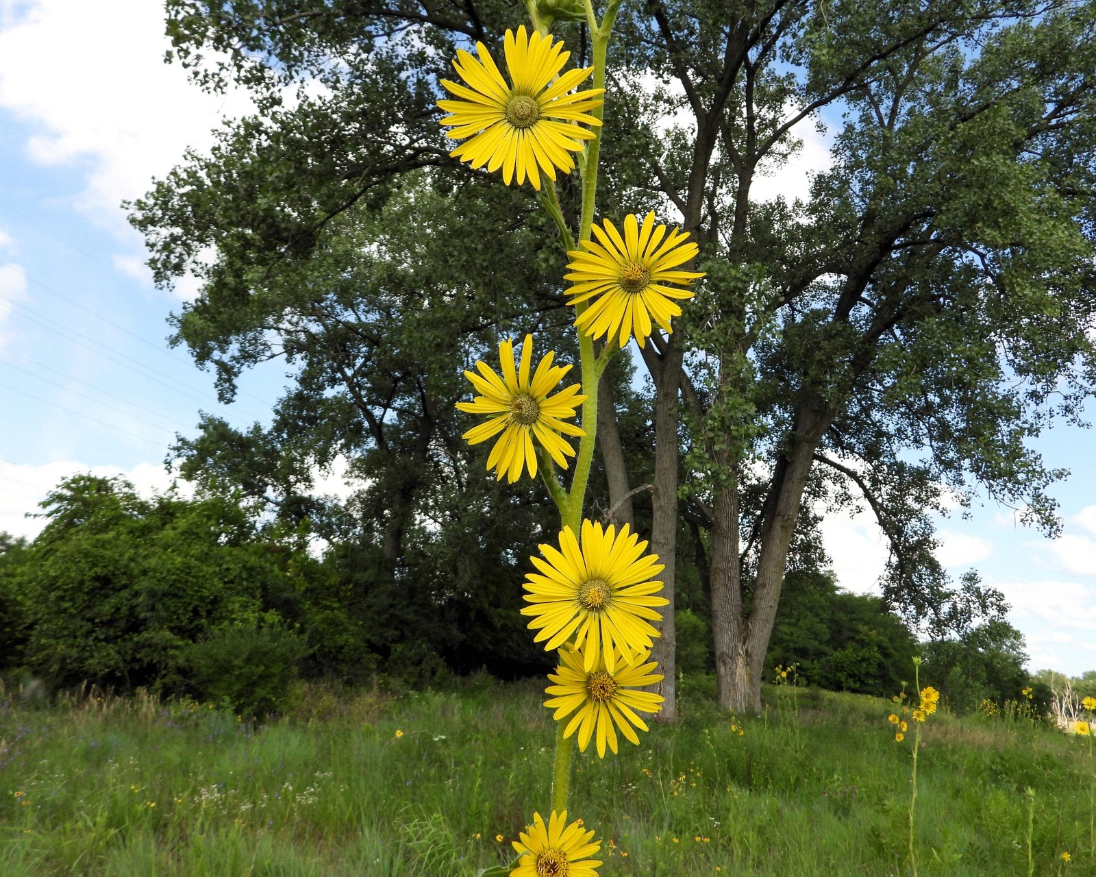 10 Yellow COMPASS PLANT Silphium Laciniatum Prairie Compassplant 4″ Flower Seeds