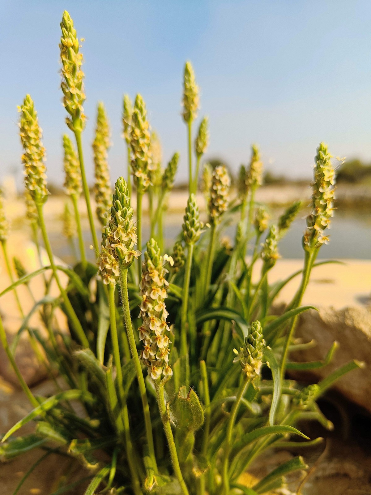 1000 Dark FRENCH PSYLLIUM Plantago Psyllium Herb Flower Flea Seeds