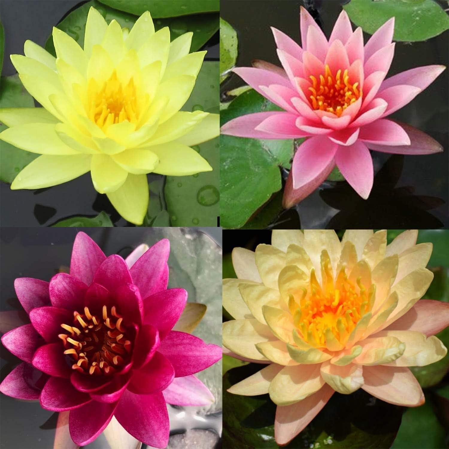 100 Mixed Bowl Lotus Seeds, Aquatic Lotus Seeds for Planting, Bonsai Lotus Fl…
