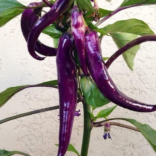 PURPLE CAYENNE pepper seeds NON-GMO big color big flavor BRIGHTEN UP YOUR SALSAS