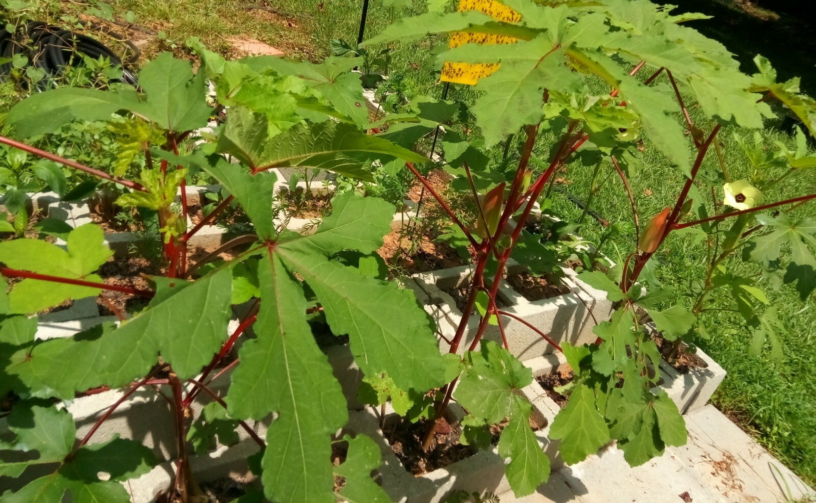 10 Rare Type Of Okra(Red/Green Pod) Seeds( Spineless ),US grown vegetable seeds.
