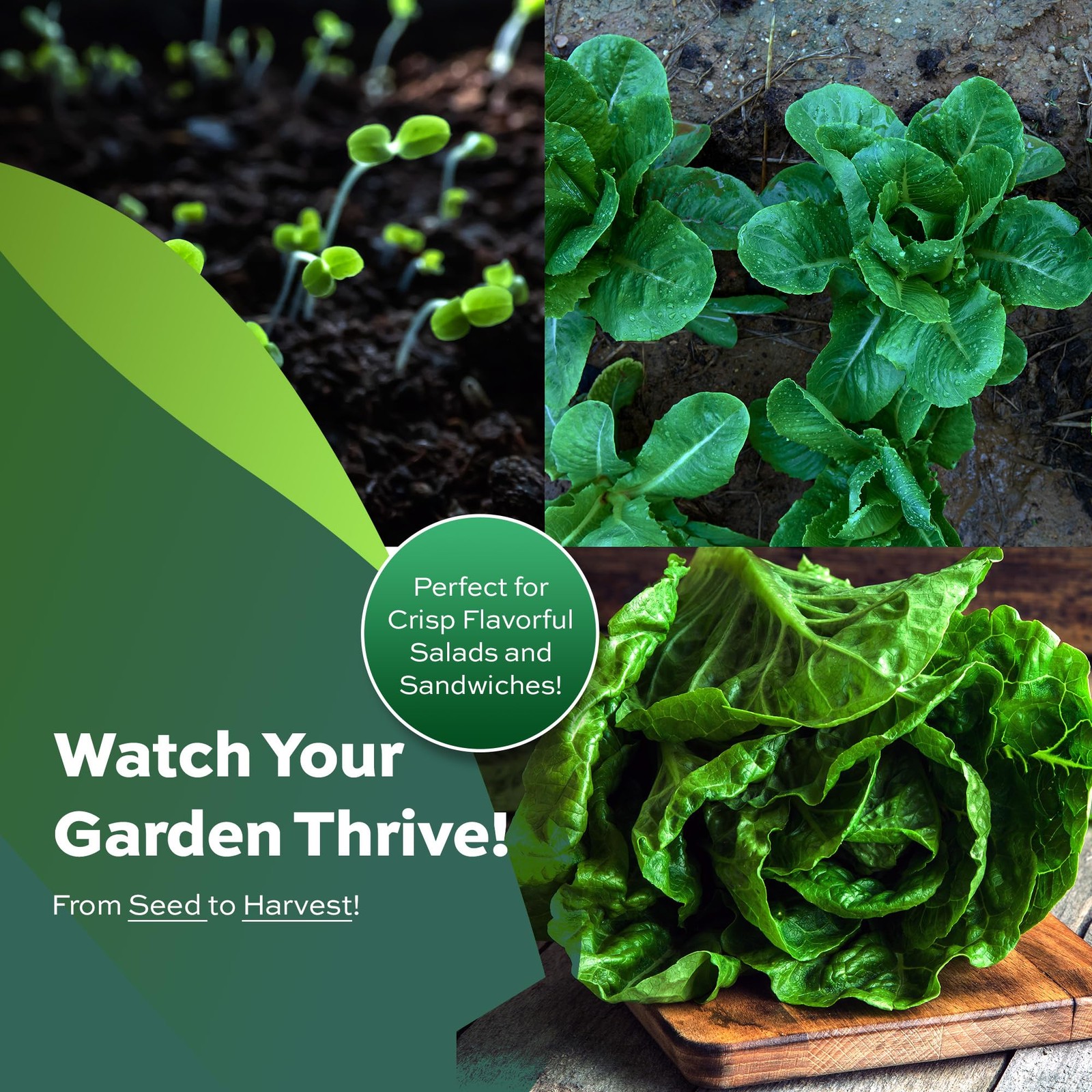 3000 Parris Island Cos Romaine Lettuce Seeds – 4+ Grams – Heirloom Green