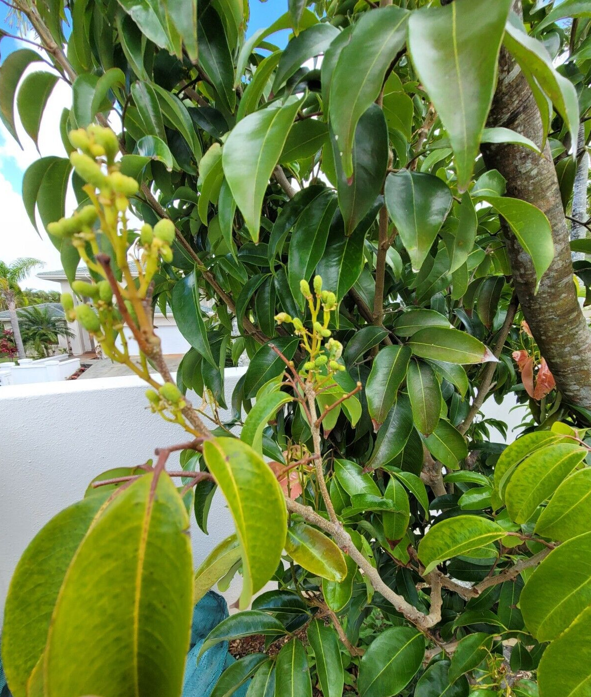 KAIMANA LYCHEE TREE 2 UNROOTED FRESH 8″ CUTTINGS for GRAFTING & AIR LAYERING