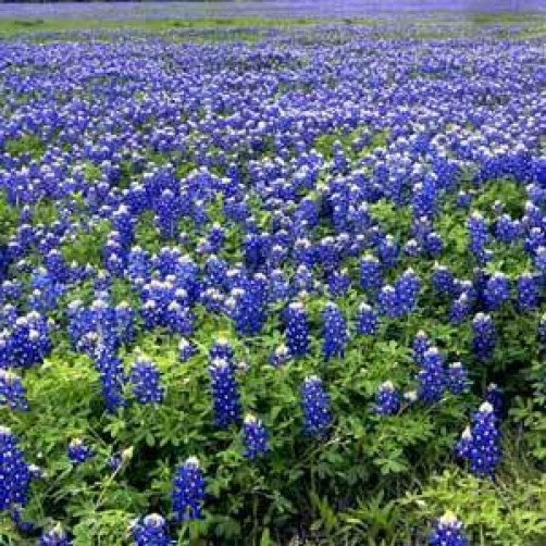 Lupinus texensis or Texas Bluebonnet 50 seeds