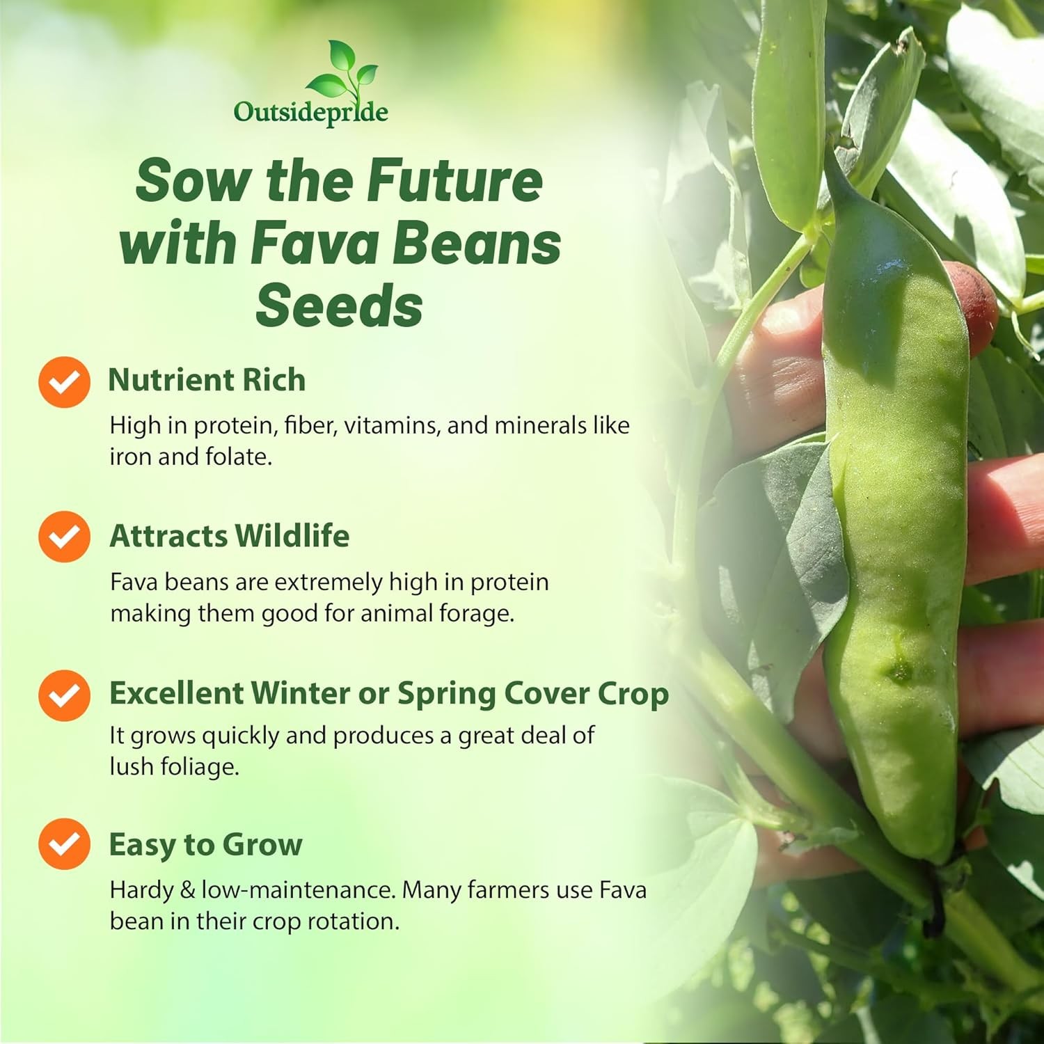 1 LB Fava Bean Seeds For Cover Crops & Food plots