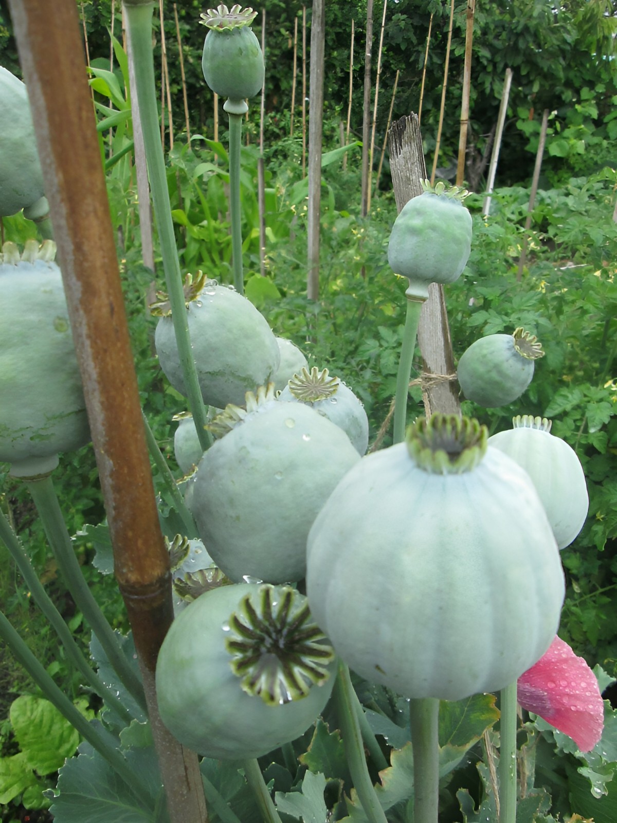 1,000 Qis Bowling Ball Poppy Seeds – The Largest P. Somniferum Poppy Fresh Seeds
