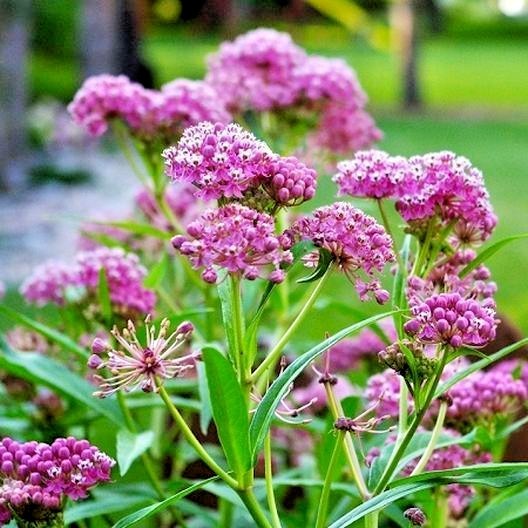 51+SWAMP ROSE MILKWEED Seeds Native Wildflower Patio Container Flower Garden