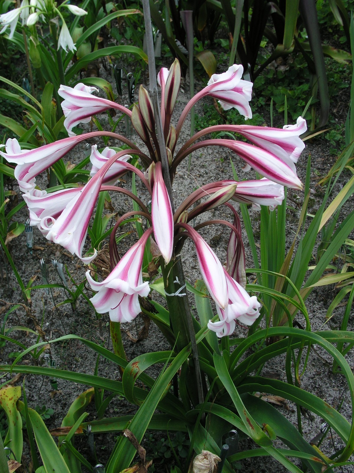 Crinum Lily, herbertii Schreck, jumbo, blooming-size bulb, NEW, RARE