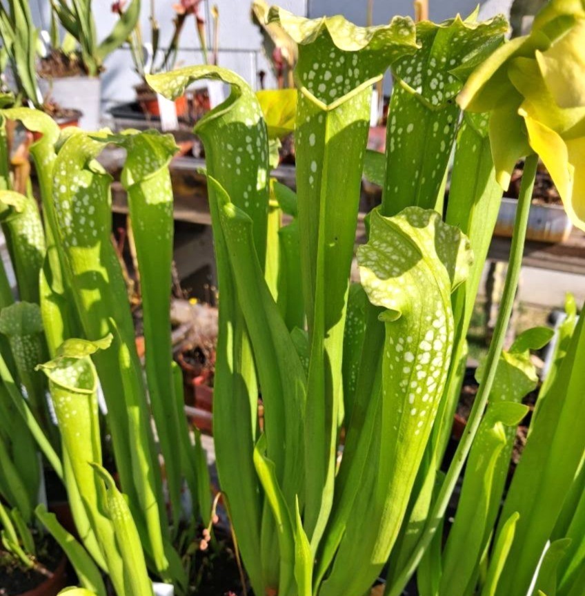 Live Carnivorous Plants – Sarracenia Green Monster (small size)