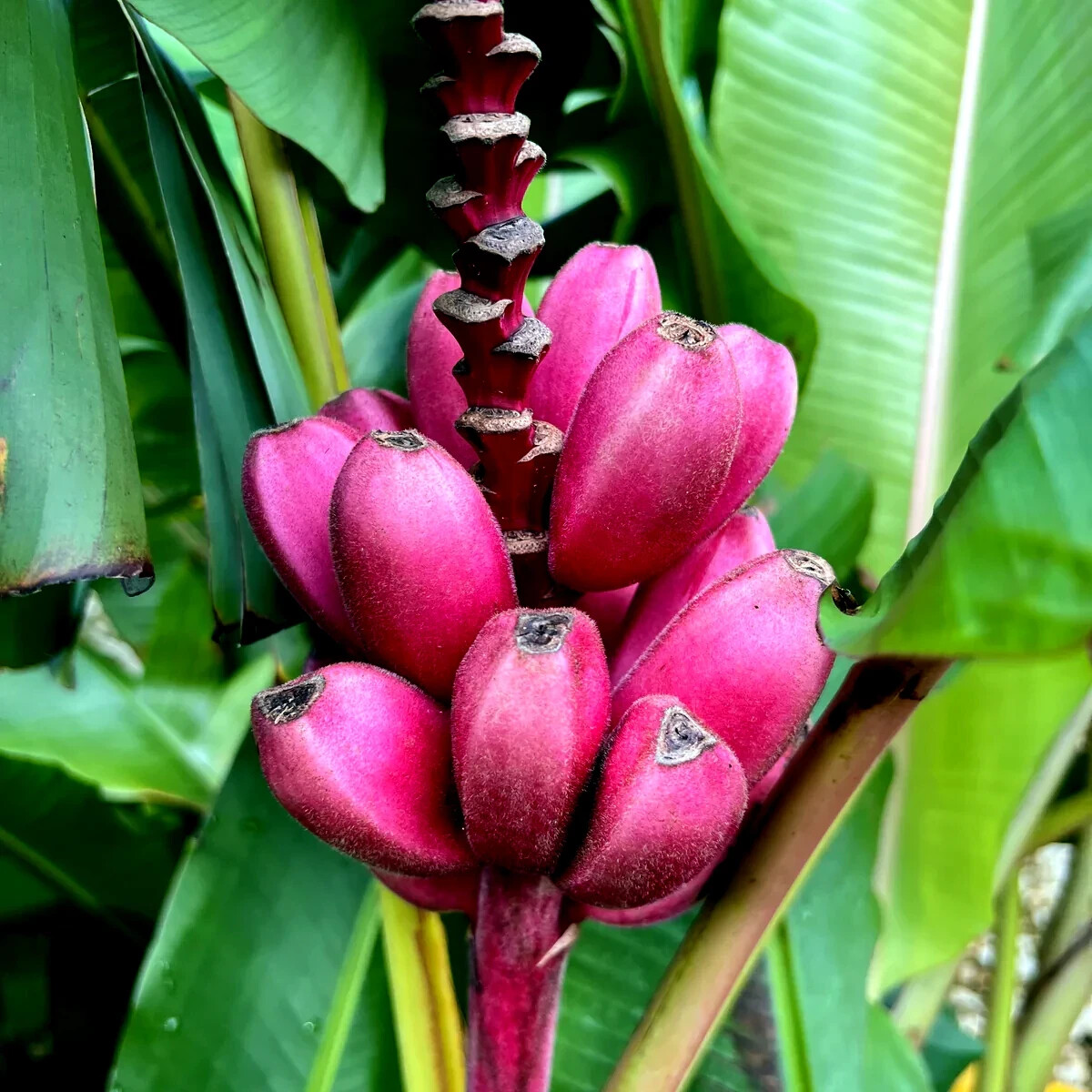 5 Pink Dwarf Banana Tree Fruit Plant Seeds (Musa velu.) Rare Fast Hardy-Zone 7b