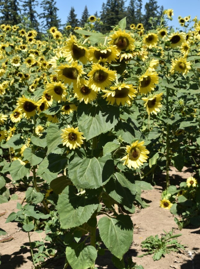 Lemon Queen Sunflower – Pack 25 Seeds – Annual Vibrant Blooms Flower