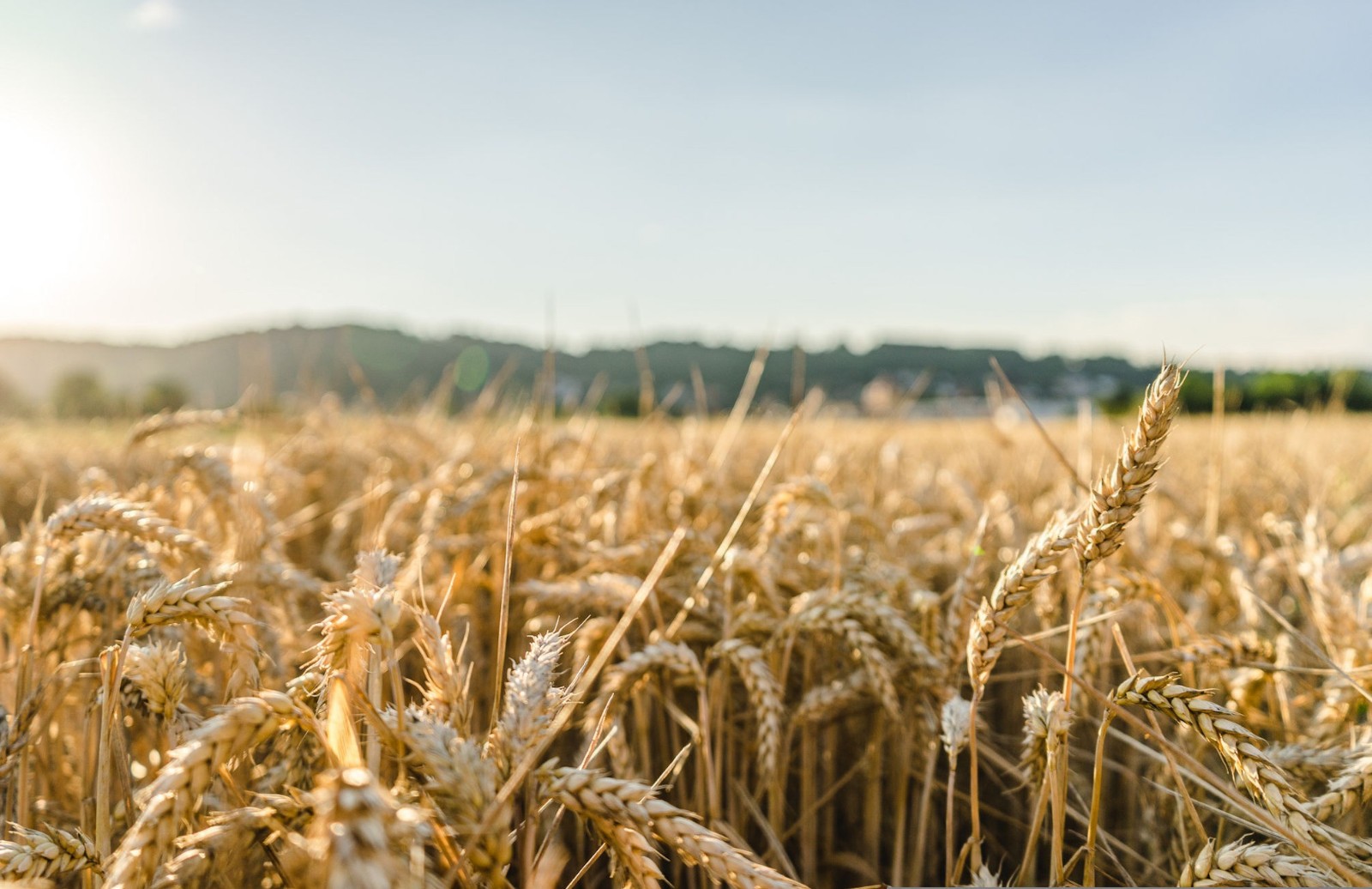 100 Historical Sirvinta Wheat Seeds! Heirloom -Healthy-Get Back to Natural Seed