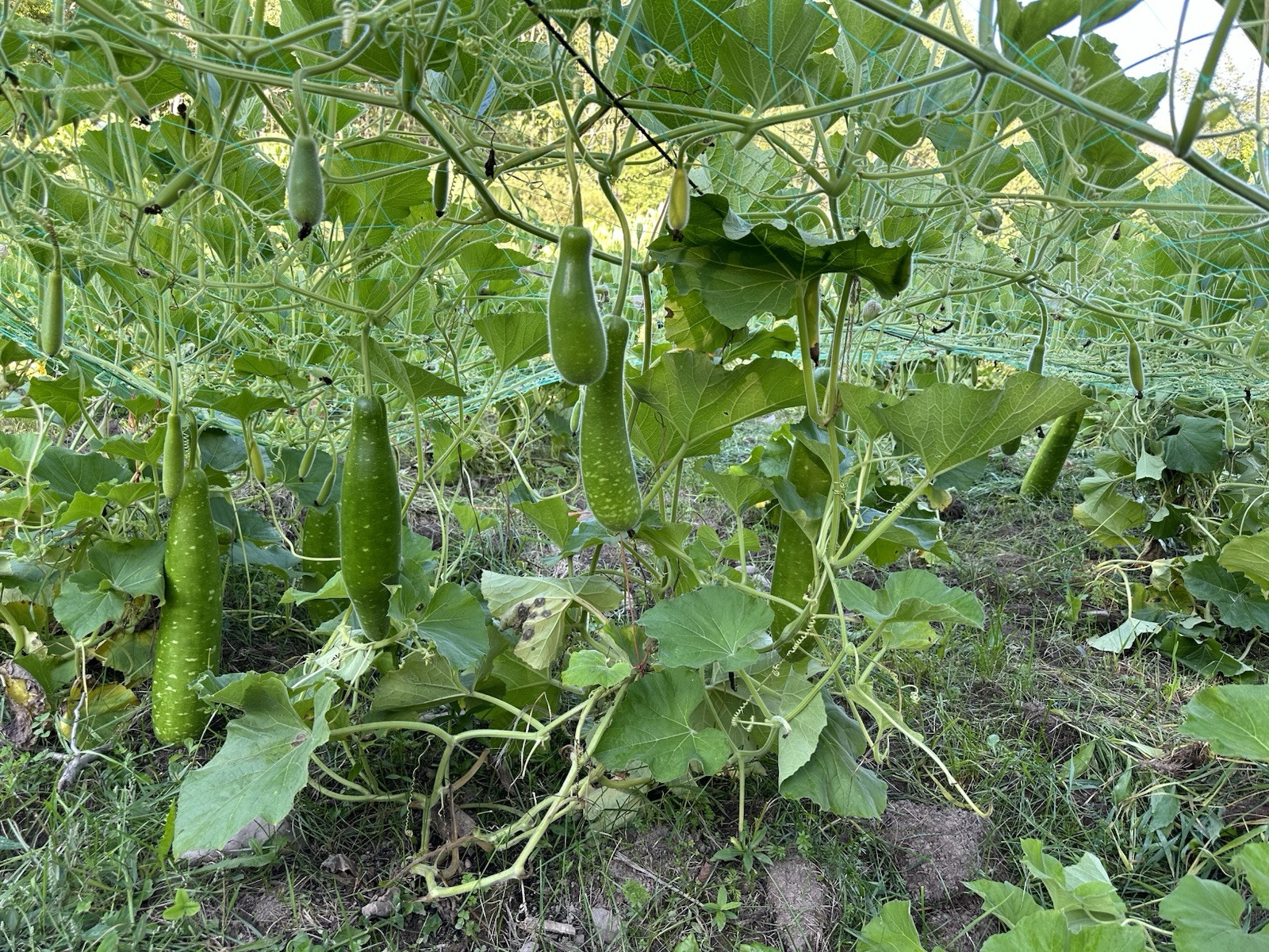 Big Bottle Gourd seeds || Lovely F1 Bangladeshi Lau Seeds || 6 Deshi Lau seeds