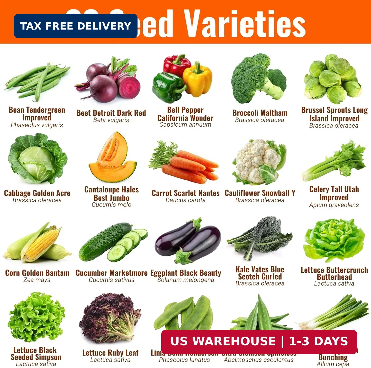 Vegetable & Fruit Seeds | 32 Individual Packs | 2026 Season | Non-GMO, High Yiel