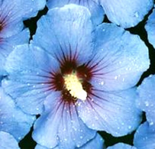 15+ Rose of Sharon Blue Hibiscus Flower Seeds / Perennial