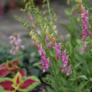 Digitalis thapsi Spanish Peaks 2,000 seeds