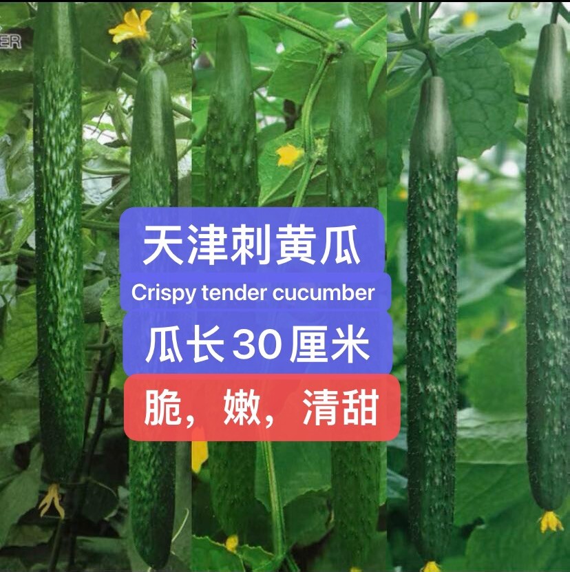 30+ TianJin Tender Cucumber Seeds 30多粒2023年天津刺黄瓜新种子