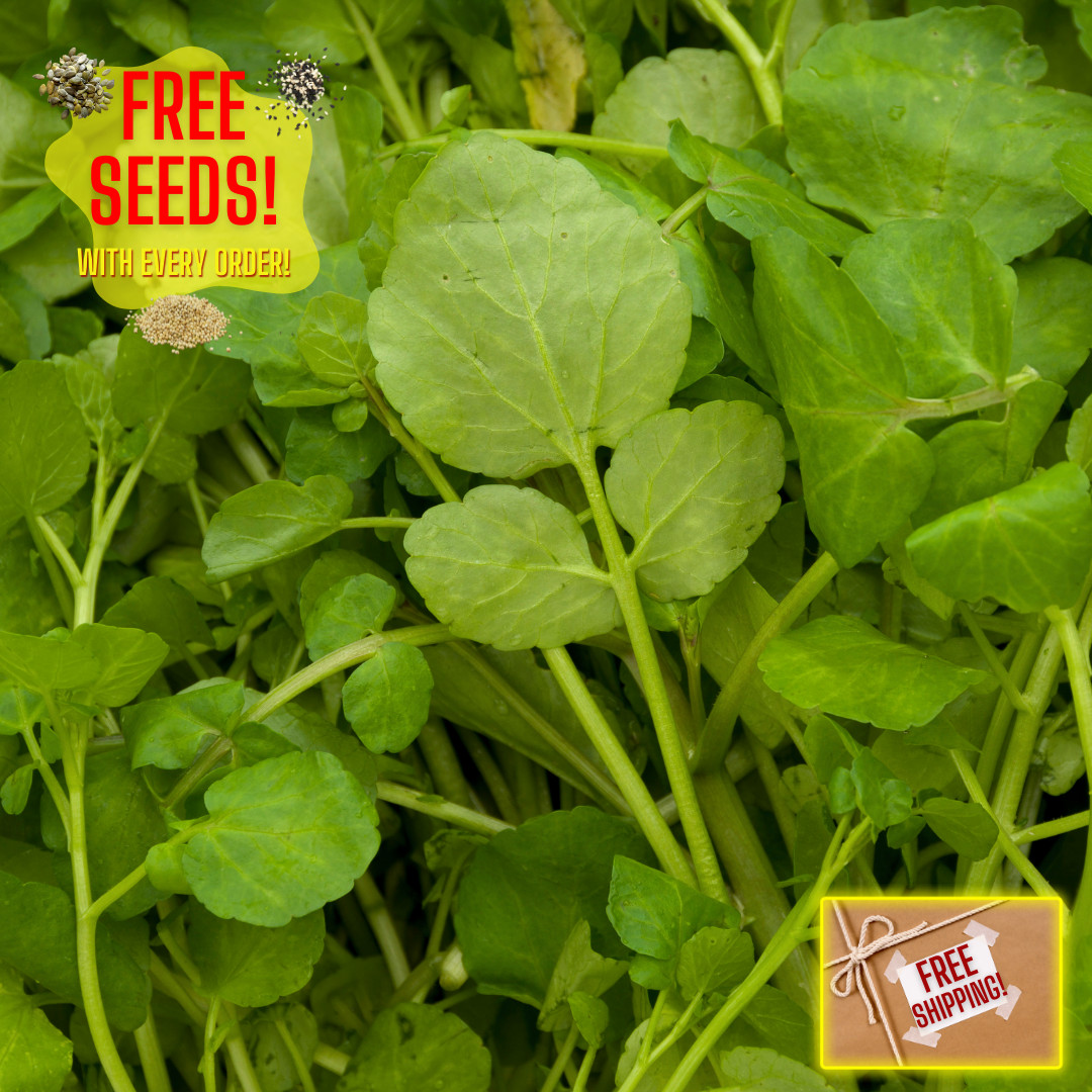 Fresh Green Watercress Seeds | Xi Yang Cai | Heirloom Non-GMO | Vegetables Seeds