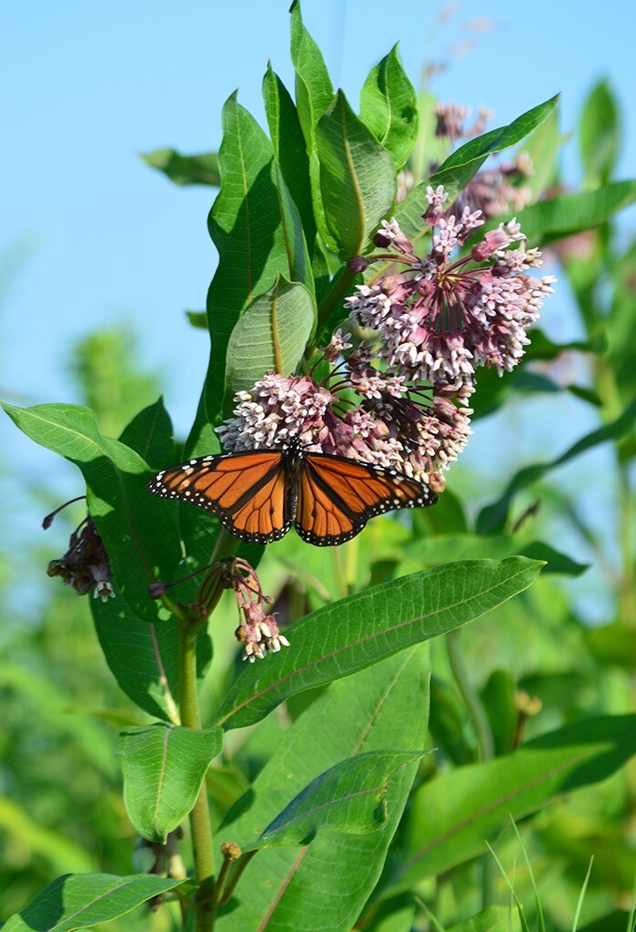 Common Milkweed 500+ seeds Asclepias Syriaca
